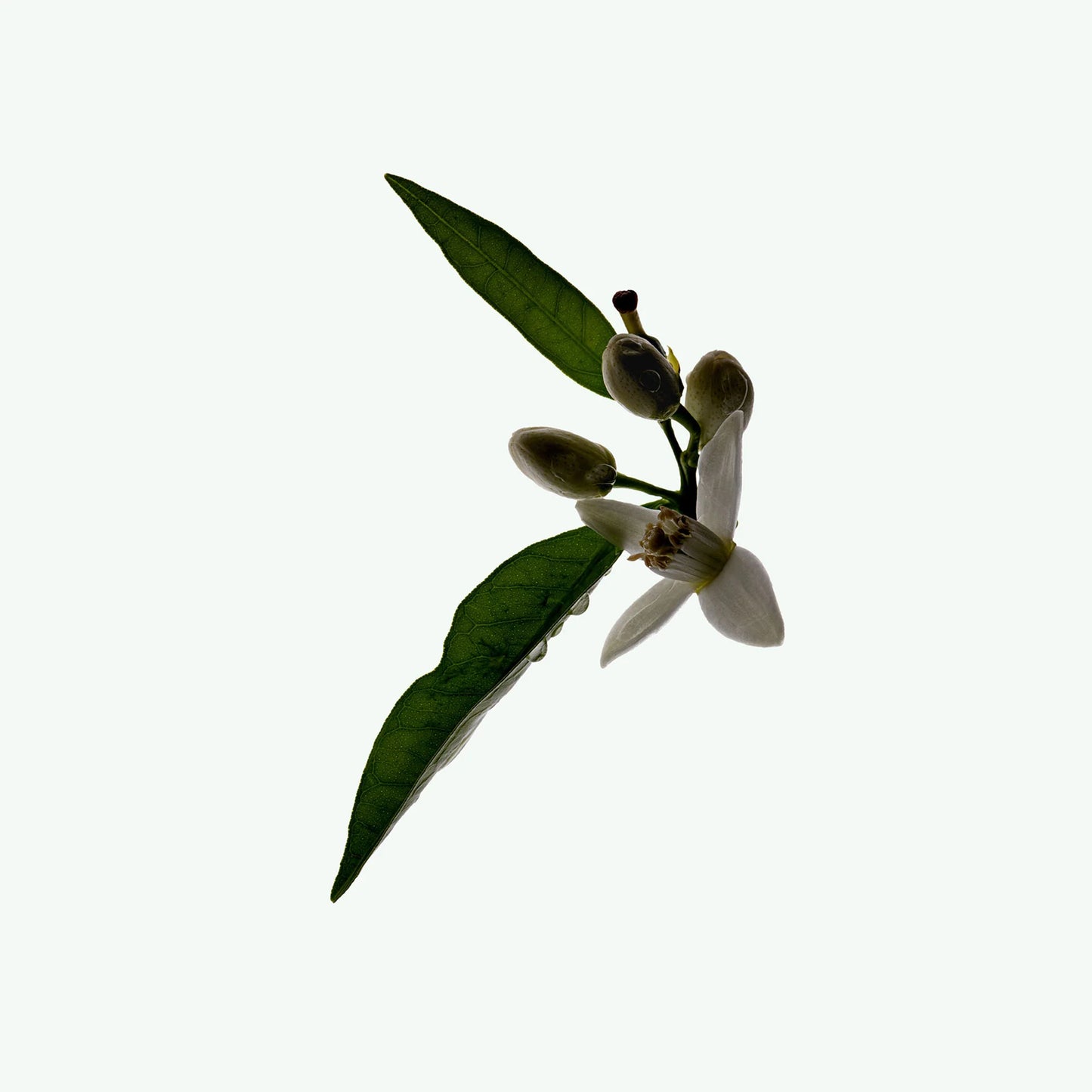 Buy, Shop Plant Based Deodorant - Neroli Online in Dubai, UAE, Saudi Arabia, KSA, Kuwait - OKTA