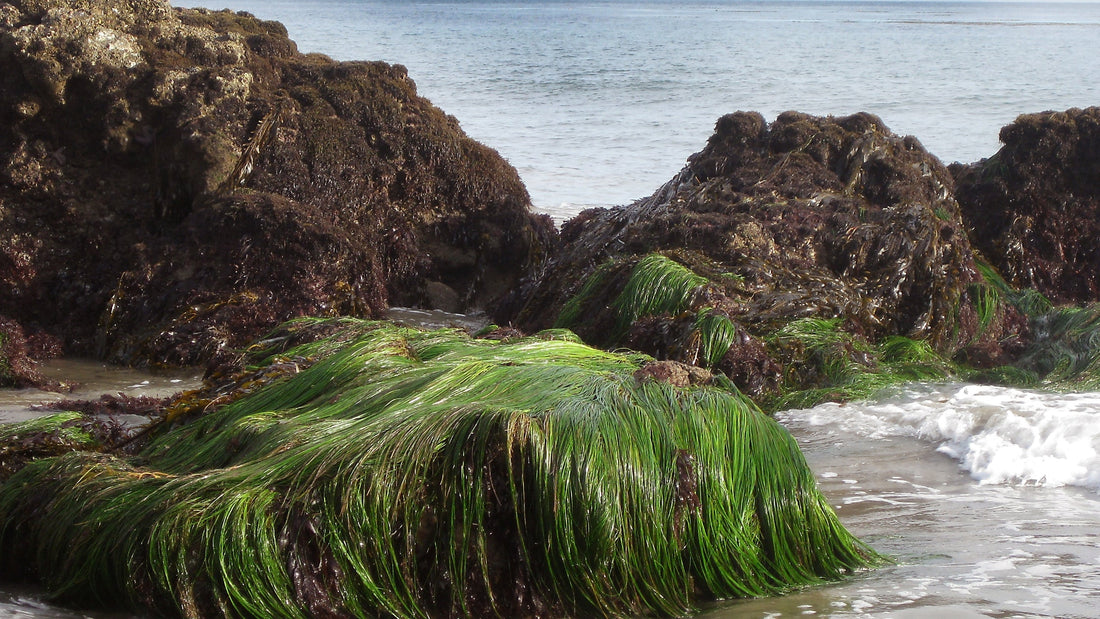 Conscious Beauty & Wellness Brands: A Journey to Healthier, Ethical Living - OKTA