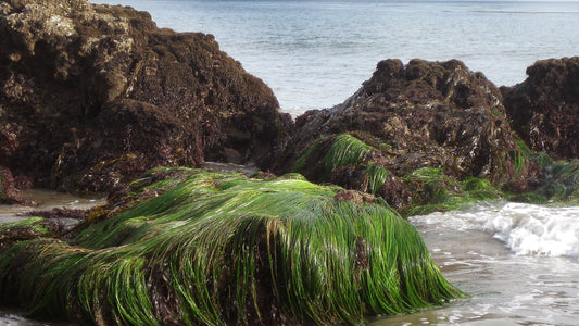 Conscious Beauty & Wellness Brands: A Journey to Healthier, Ethical Living - OKTA