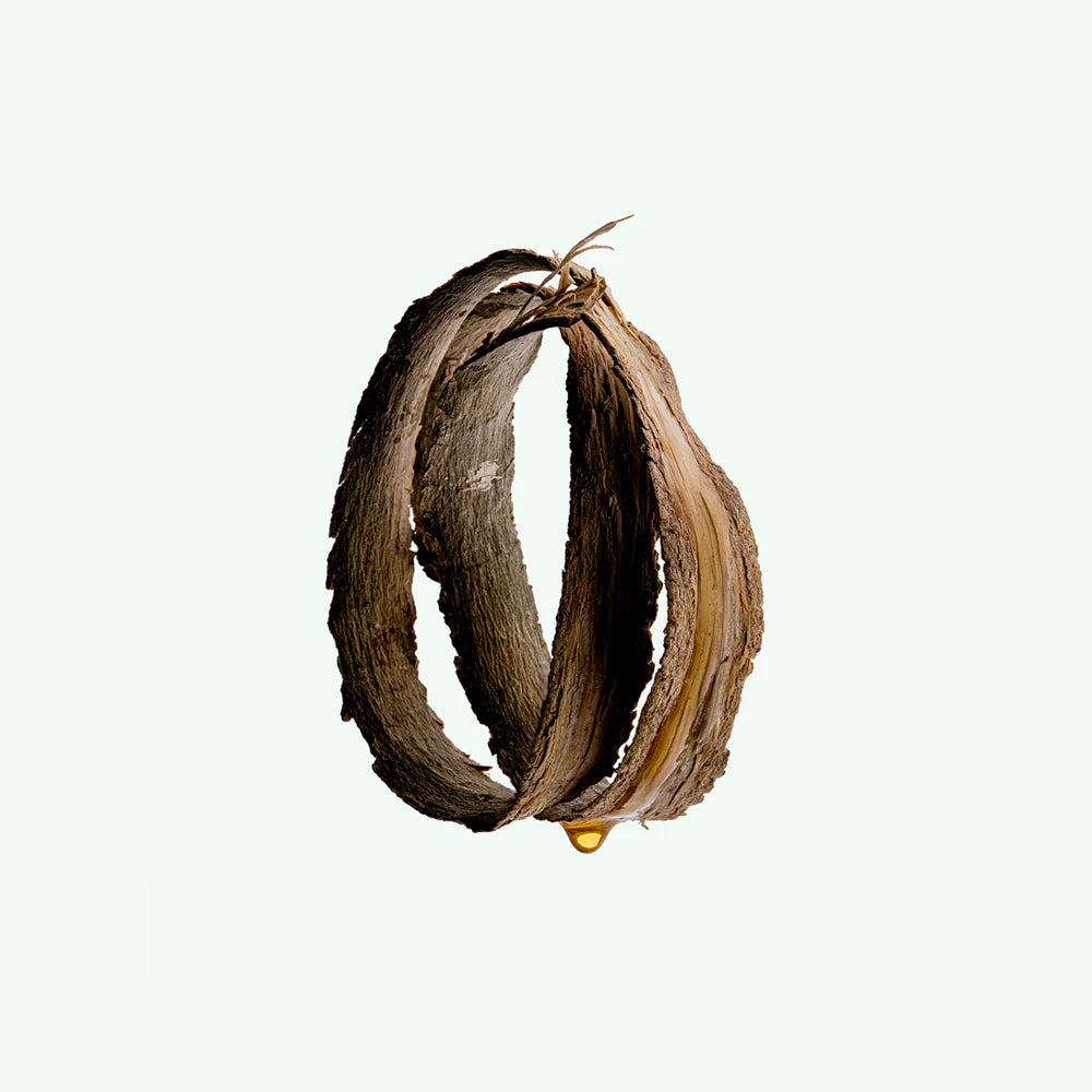 Buy, Shop Katrafay Body Scrub Online in Dubai, UAE, Saudi Arabia, KSA, Kuwait - OKTA