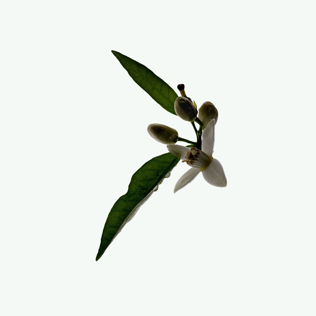 Buy, Shop Plant Based Deodorant - Neroli Online in Dubai, UAE, Saudi Arabia, KSA, Kuwait - OKTA