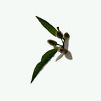 Buy, Shop Plant Based Deodorant - Neroli Online in Dubai, UAE, Saudi Arabia, KSA, Kuwait - OKTA