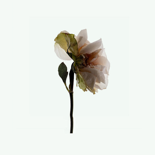 Corpus Plant Based Deodorant - Third Rose