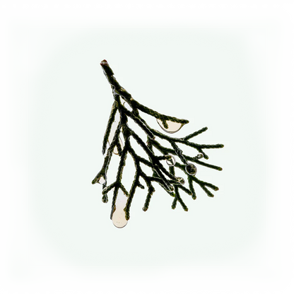 Buy, Shop Shampoo - Cypress Online in Dubai, UAE, Saudi Arabia, KSA, Kuwait - OKTA