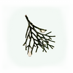 Buy, Shop Conditioner - Cypress Online in Dubai, UAE, Saudi Arabia, KSA, Kuwait - OKTA