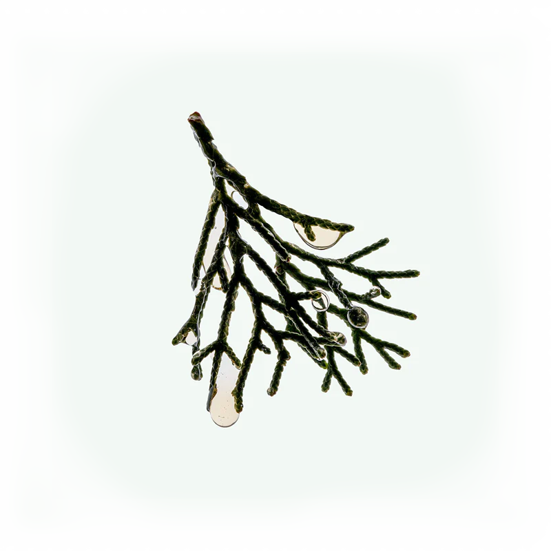 Buy, Shop Conditioner - Cypress Online in Dubai, UAE, Saudi Arabia, KSA, Kuwait - OKTA