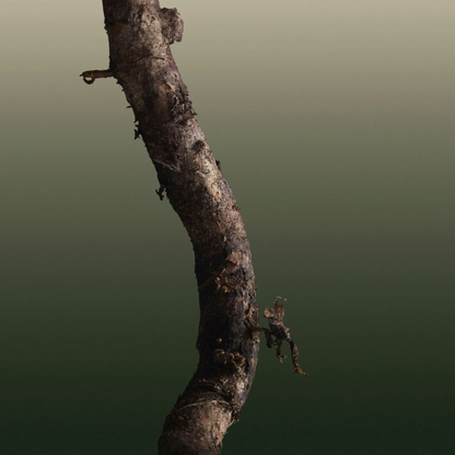 Abel Green Cedar 50ml Eau de Parfum