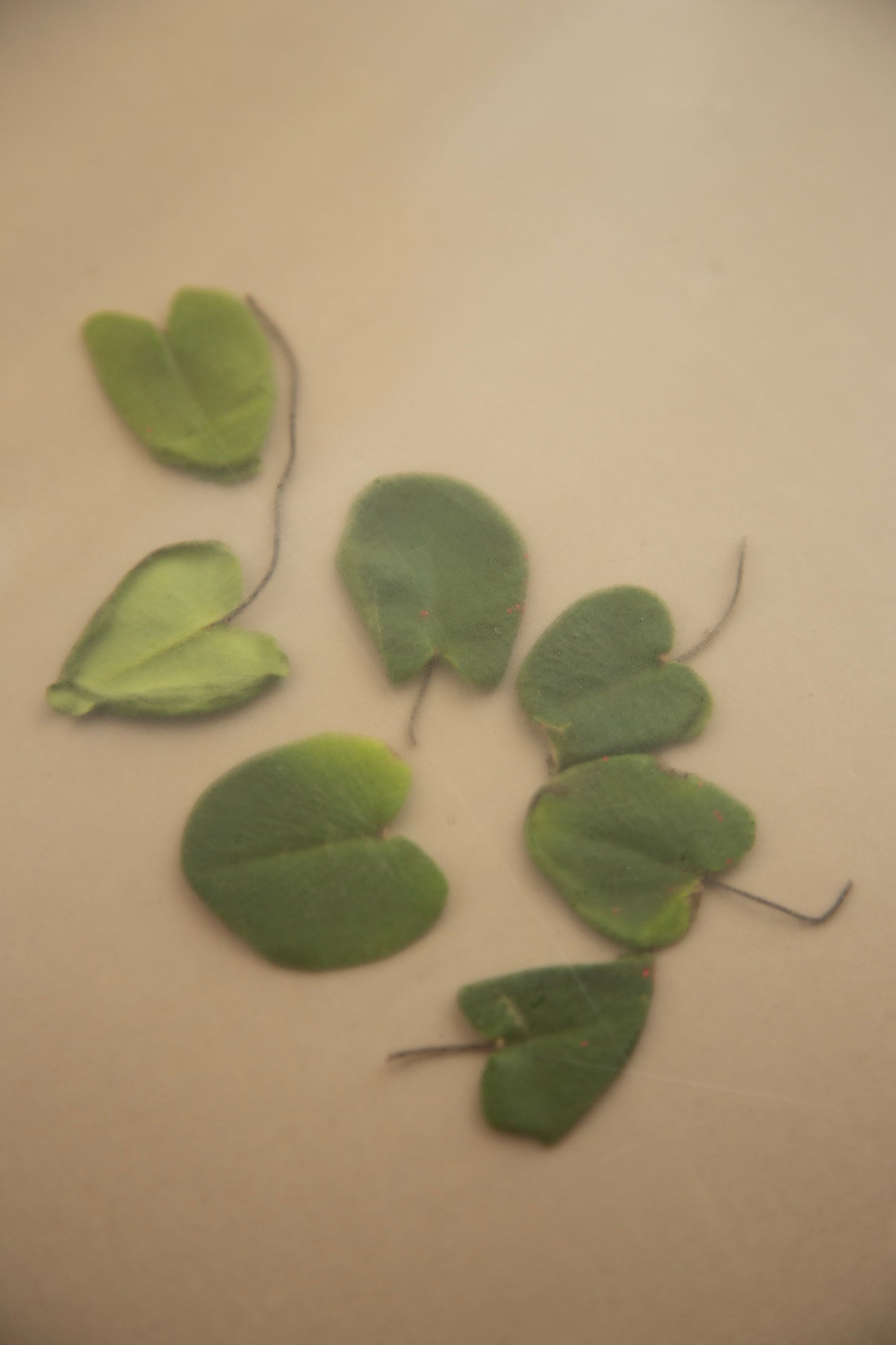 Buy, Shop Hyeja Vegan Niacinamide Heartleaf Calming Serum Online in Dubai, UAE, Saudi Arabia, KSA, Kuwait - OKTA