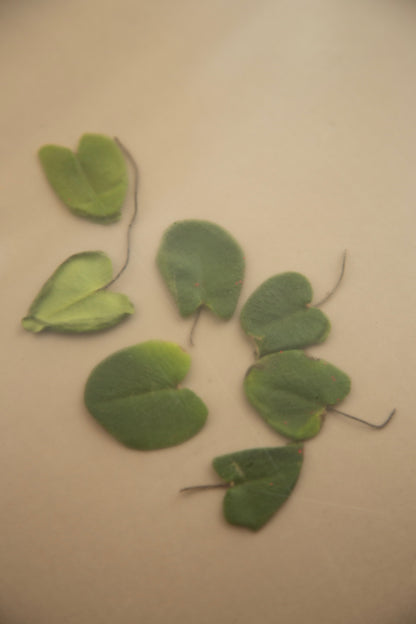 Buy, Shop Hyeja Vegan Niacinamide Heartleaf Calming Serum Online in Dubai, UAE, Saudi Arabia, KSA, Kuwait - OKTA