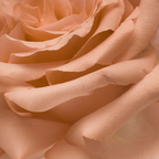 Nurture 50ml Eau de Parfum
