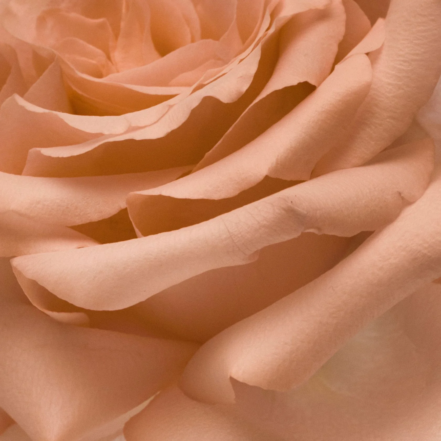 Abel Nurture 50ml Eau de Parfum