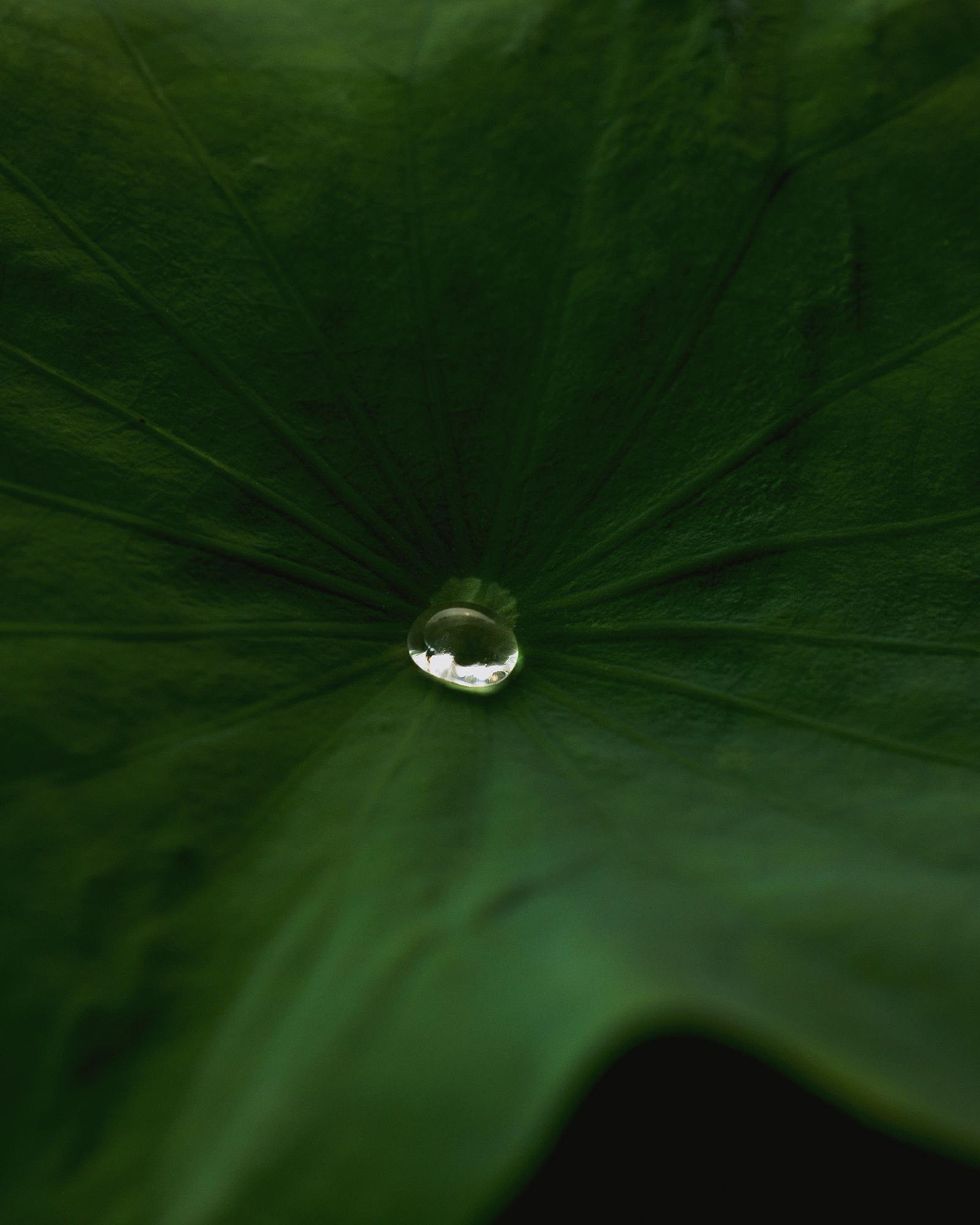 Vegan Lotus Gentle Purifying PHA Facial Mist Secondary image